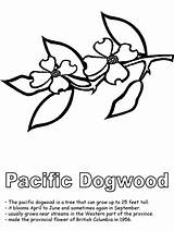 Coloring Dogwood Columbia British Flower Pacific Canadian Provinces Pages Tree Drawing Activities Colouring Bc Clipart Canada Cliparts Designlooter Sheets Flowers sketch template