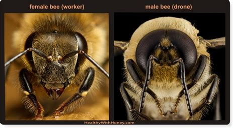 drone bee queens contrivance beekeeping