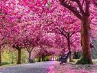 Afbeeldingsresultaten voor Cherry Blossom. Grootte: 141 x 106. Bron: www.reddit.com