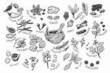 Herbs Spices Vector Drawing Creativemarket Drawn Draw Hand sketch template