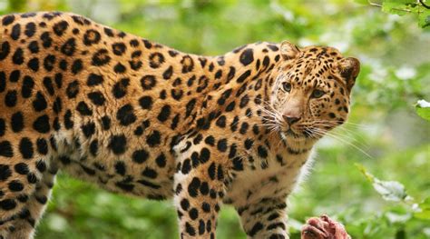 top  facts  amur leopards wwf