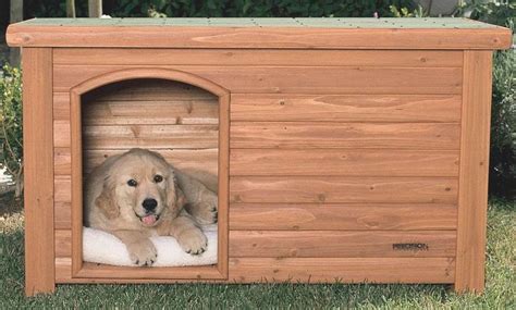 build shed shed  big dogs