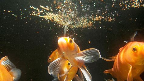 aquarium fish feeding tips  maintain  pets