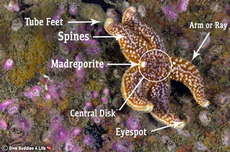 species   spotlight sea stars dive buddies  life
