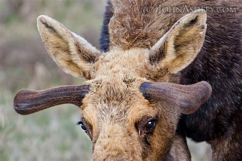 wild   montana  moose antlers