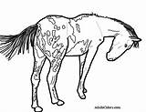 Horse Coloring Pages Appaloosa Pinto Horses Drawing Spotted Gypsy Trail Small Pony Vanner Print Printable Color Getcolorings Getdrawings Real Wagon sketch template