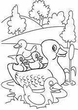 Duck Coloring Pages Farm Ducks Choose Board Ducklings Girls sketch template