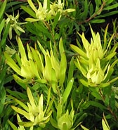 Afbeeldingsresultaten voor "leucandra Ananas". Grootte: 168 x 185. Bron: kilmarnocknurseries.co.nz