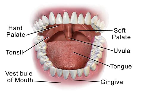 mouth  stomach part       phases  digestion