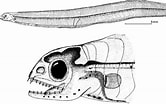 Afbeeldingsresultaten voor Panturichthys fowleri Anatomie. Grootte: 166 x 104. Bron: www.researchgate.net