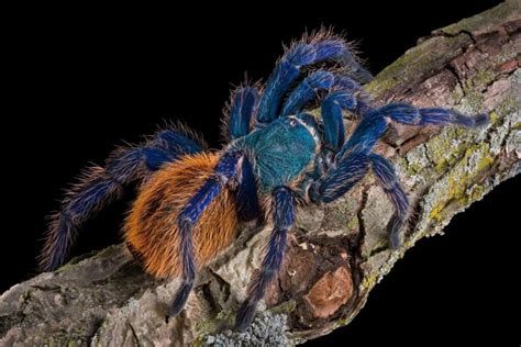greenbottle blue gbb chromatopelma cyaneopubescens tarantula care sheet