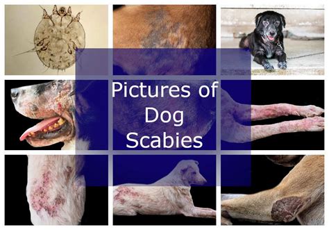 humans  scabies  dogs
