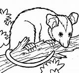 Possum Opossum Coloring Drawings Colorear Book Animals Clipart Coloringcrew Pages Pencil Disney Aboriginal Simple sketch template