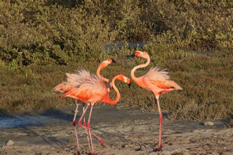 boneiru su famoso flamingonan extra bonaire
