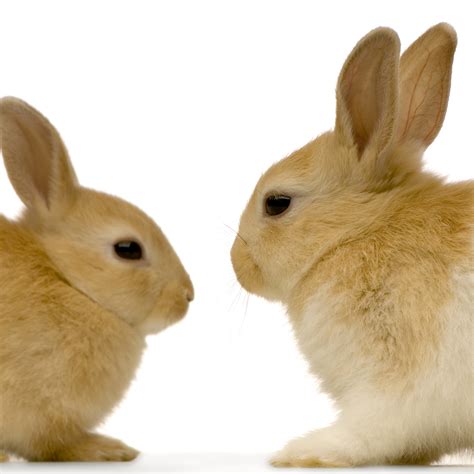 rabbit antibody genprice gentaur check