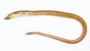 Afbeeldingsresultaten voor Echelus myrus Anatomie. Grootte: 177 x 100. Bron: tubiologia.forosactivos.net