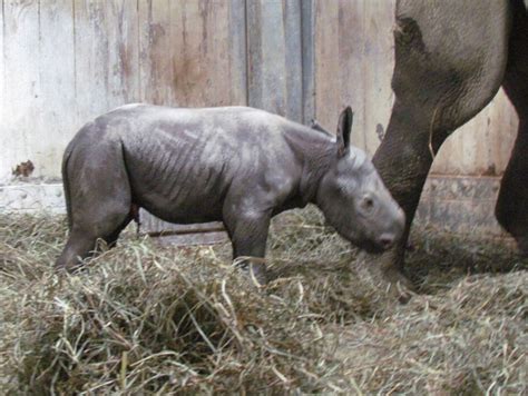 Newborn Rhinoceros Kendi Takes First Steps At Cincinnati