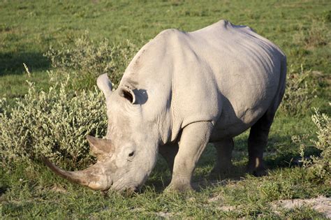 khama rhino sanctuary african special tours