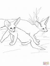 Fennec Fox Coloring Getcolorings Greatest sketch template