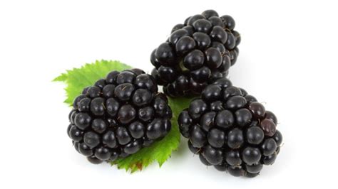 study reveals  black raspberries    superfood