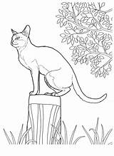 Pisica Colorat Planse Desene Imagini Animale Plansa Pisici Dragute Colorare Disegni Domestice Colorkid 2120 1542 Singapura Educative Animali sketch template