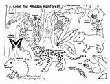 Rainforest Coloring Layers Pages Getcolorings Printable sketch template