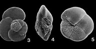 Afbeeldingsresultaten voor "globorotalia Scitula". Grootte: 193 x 100. Bron: www.mikrotax.org