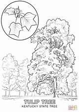 State Coloring Tree Indiana Tennessee Kentucky Pages Symbols Ky Printable Clipart Drawing Flower Nevada Color Flag Supercoloring Tulip Cliparts Getcolorings sketch template