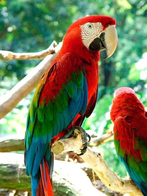 red  green macaw ara chloropterus profile birdbaron