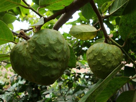 cherimoya tree hubpages