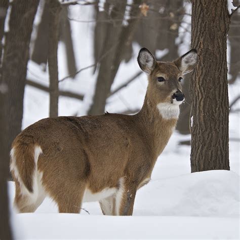 female white tailed deer  winter  white tailed doe odo flickr