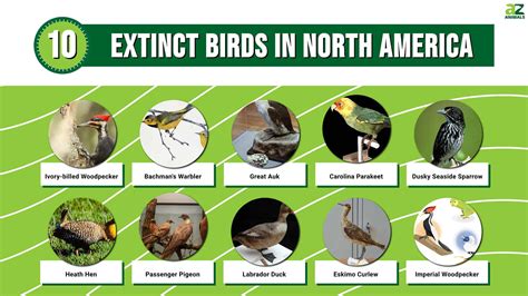 extinct birds  north america   animals