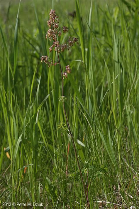 Thalictrum venulosum (Veiny Meadow Rue): Minnesota Wildflowers