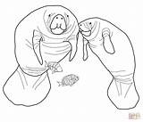 Coloring Pages Manatee Florida Manatees Dugong Printable Colouring Color Animals Drawing Sea Popular sketch template