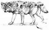 Wolf Coloring Pages Printable Print Realistic Alone Color Adult Animals Wolves Colouring Adults Drawings Grey Kids Wildlife Book Books Prints sketch template