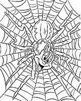 Coloring Spiders Spinnen Spin sketch template
