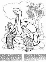 Coloring Tortoise Galapagos Pages Islands Book Island Doverpublications Dover Publications Giant Turtle Kids Animals Colouring Animal Welcome Snake Printable Books sketch template