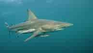 Image result for Blacktip Shark Identification. Size: 193 x 110. Source: fineartamerica.com