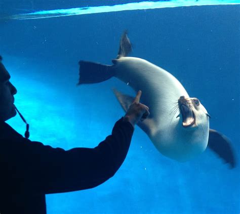 seal keepers  melbourne zoo    begun  underwater