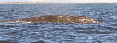 baleen whales diet eating habits seaworld parks