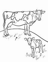 Koeien Kleurplaten Dieren Cows sketch template