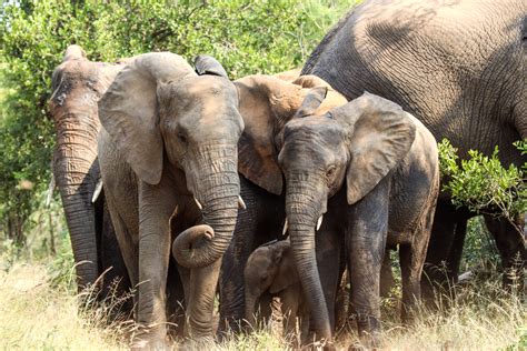 protecting  african elephants  extinction action change