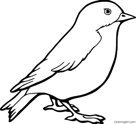printable robin coloring pages  vector format easy  print