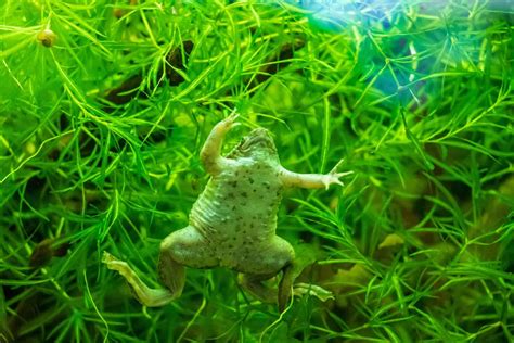 frogs bite   exploring amphibian behavior