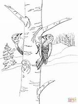 Coloring Woodpecker sketch template