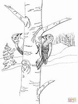 Woodpecker Bordar Desenhos Woodpeckers sketch template