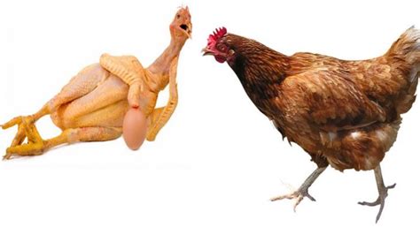 bagian ayam  bisa berbahaya menggandung racun