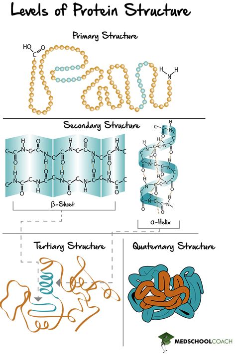 levels  protein structure mcat biochemistry medschoolcoach