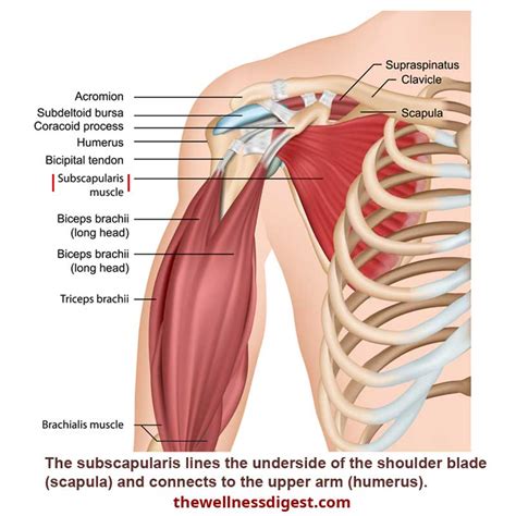 subscapularis muscle frozen shoulder pain rotator cuff  wellness digest