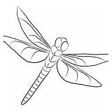 Coloring Pages Dragonfly Realistic Drawing Related Posts sketch template